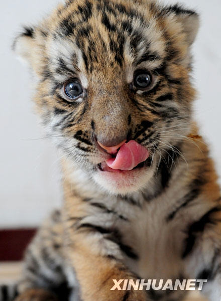 tiger cob.jpg